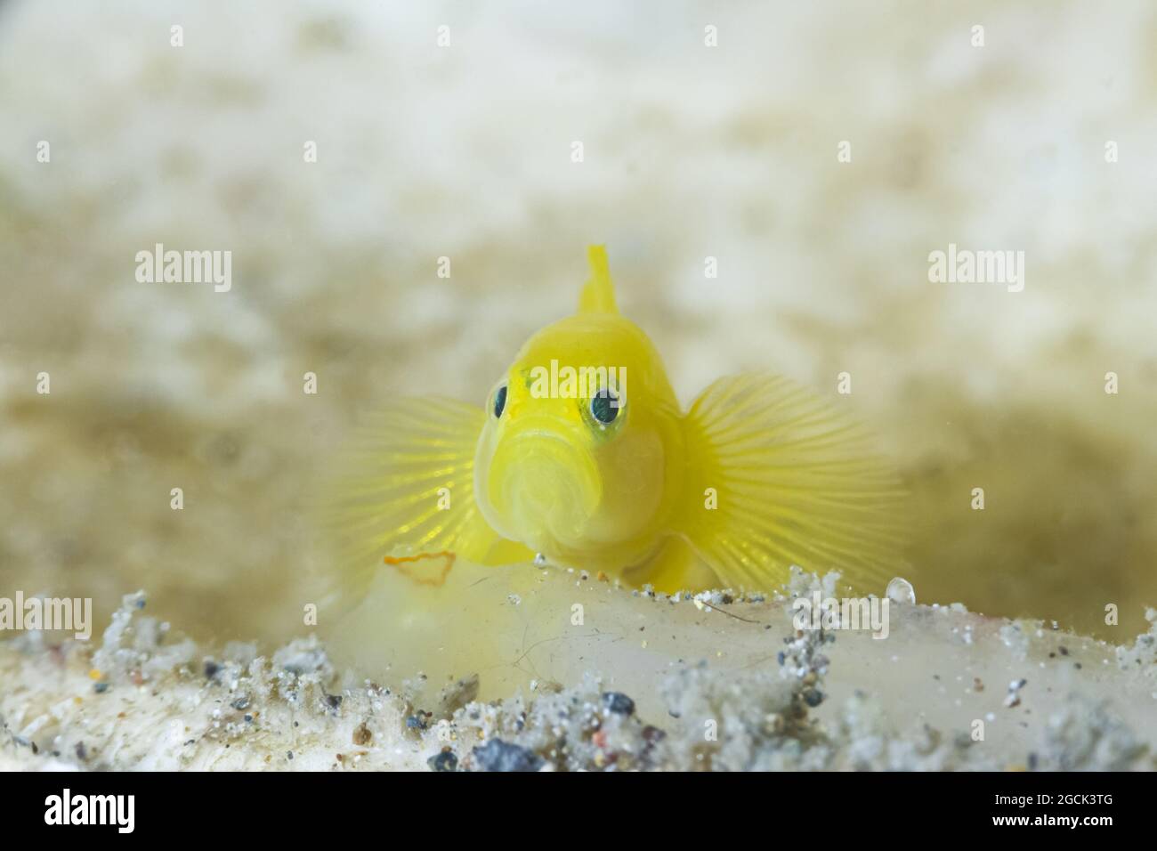 Closeup di minuscoli pesci gobiodon okinawae o pesci goby Okinawa gialle che nuotano vicino alla barriera corallina sottomarina Foto Stock