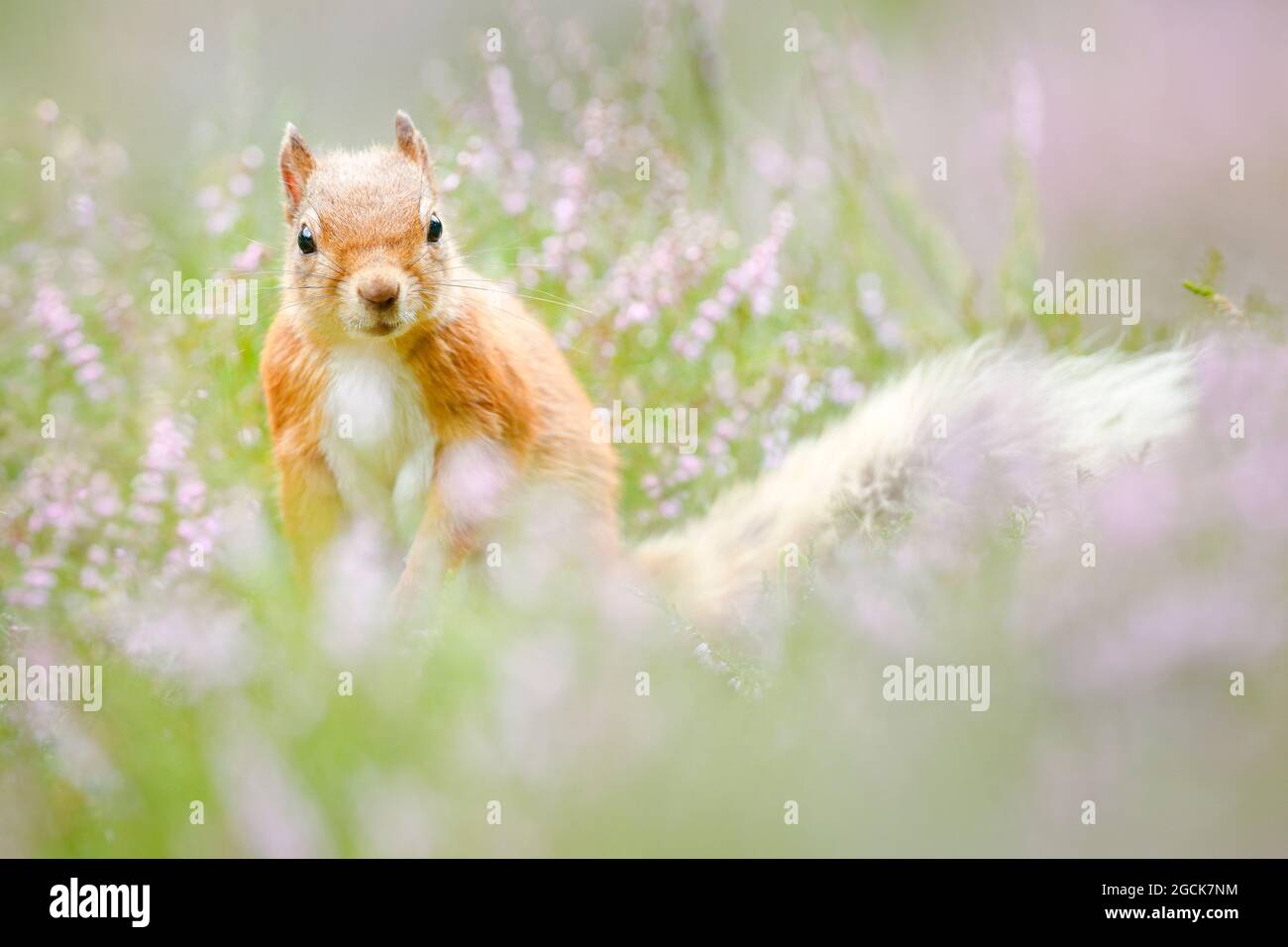 zoologia, mammifero (mammalia), scoiattolo, Sciurus vulgaris, USO-NON-ESCLUSIVO-PER CARTA-BIGLIETTO-DI-AUGURI-PIEGHEVOLE-USO-CARTOLINA Foto Stock