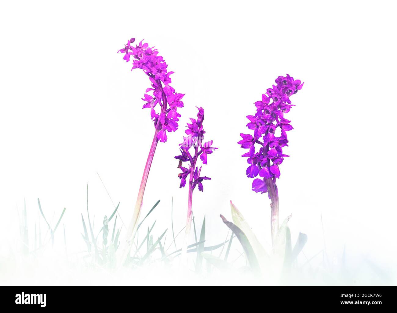 Fiori di orchidea con petali rosa e foglie verdi su sfondo bianco Foto Stock