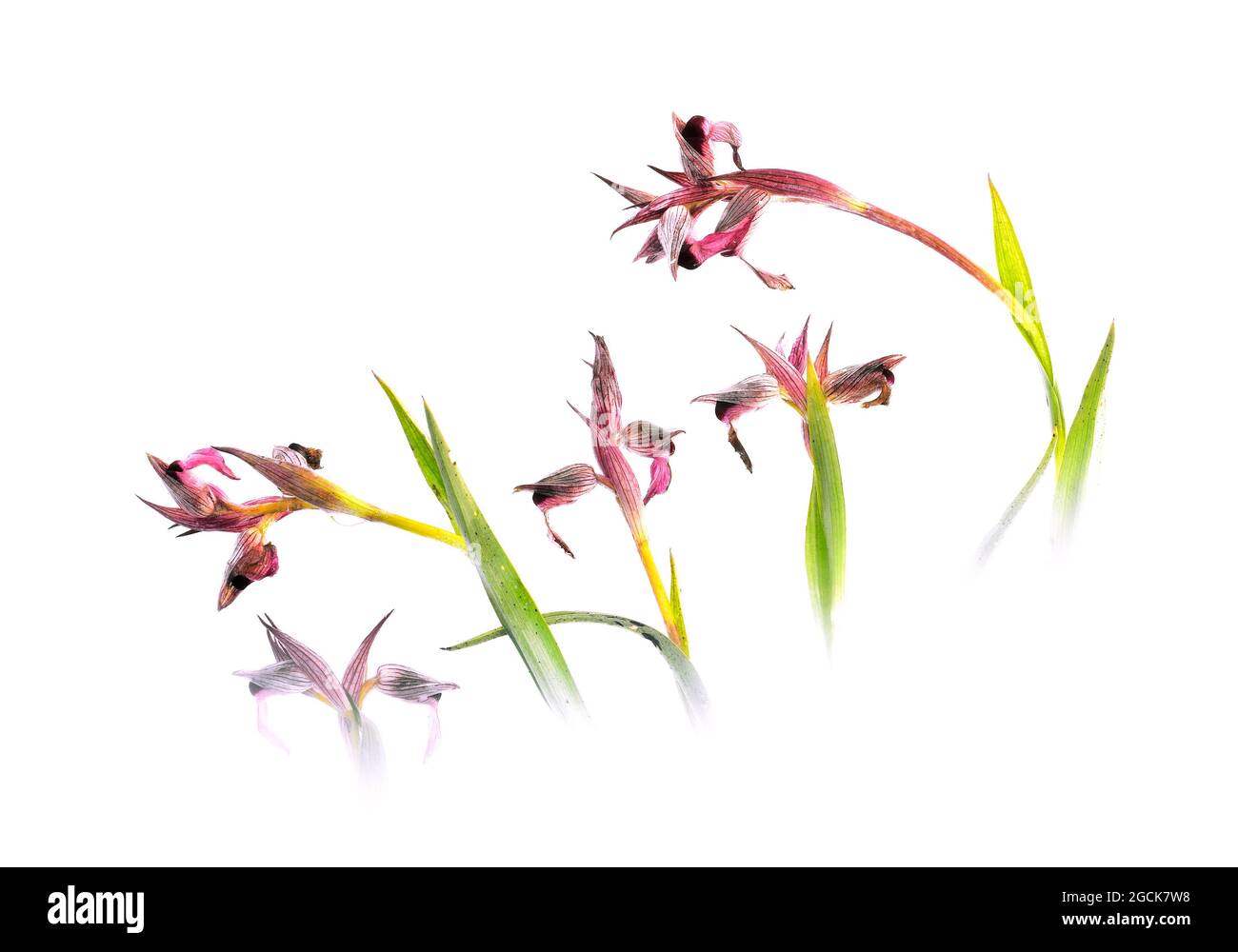 Fiori di orchidea con petali rosa e foglie verdi su sfondo bianco Foto Stock