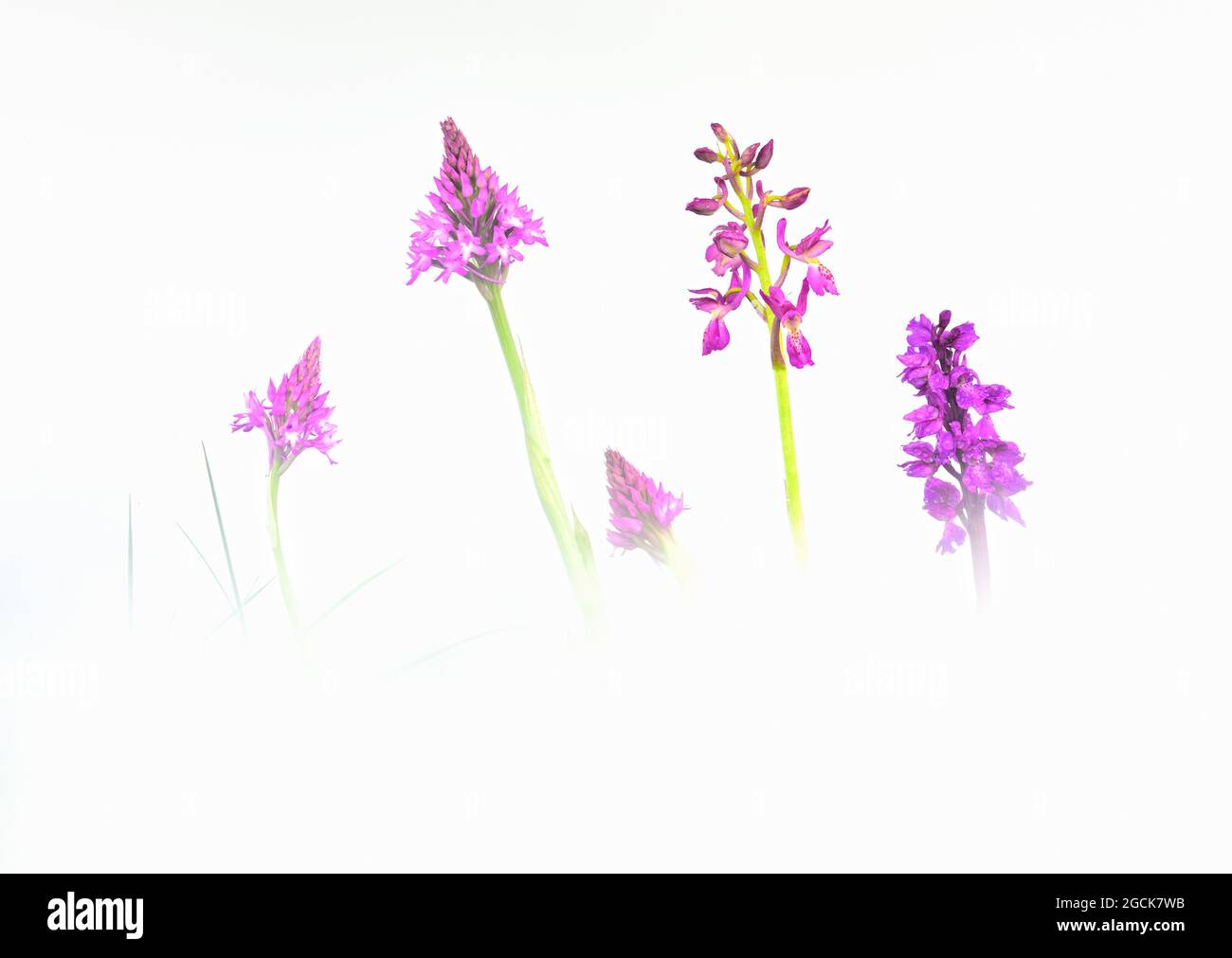 Fiori di orchidea con petali rosa e foglie verdi su sfondo bianco Foto Stock