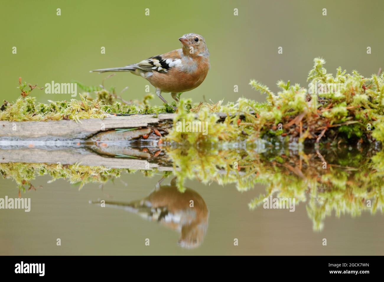 zoologia, uccelli (Aves), Chaffinch, Fringilla coelebs, NO-EXCLUSIVE-USE PER IL FOLDING-BIGLIETTO-DI-AUGURI-USO-CARTOLINA Foto Stock