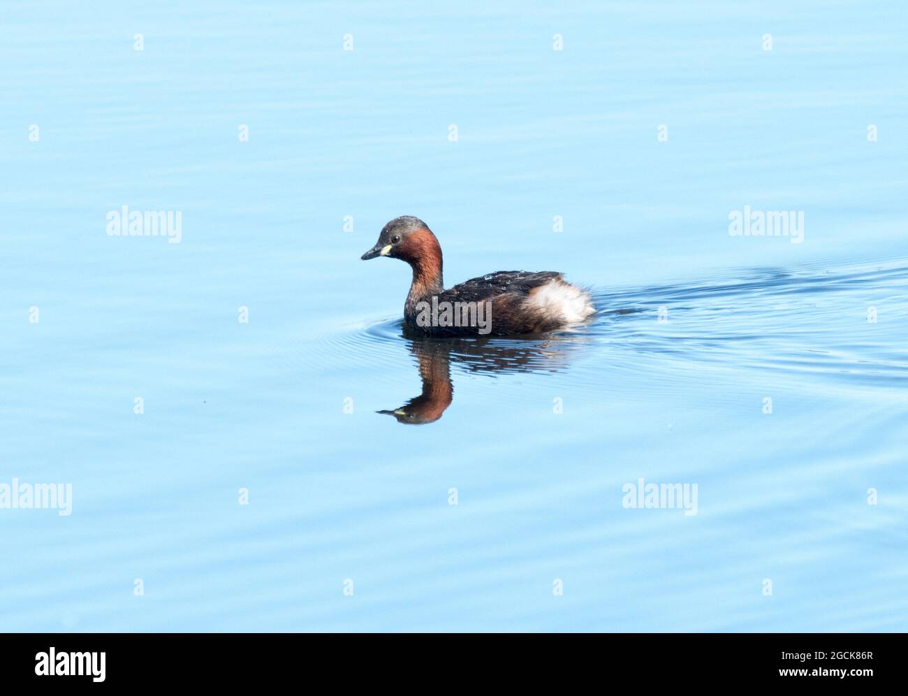 Tuffetto (Tachybaptus ruficollis) Foto Stock