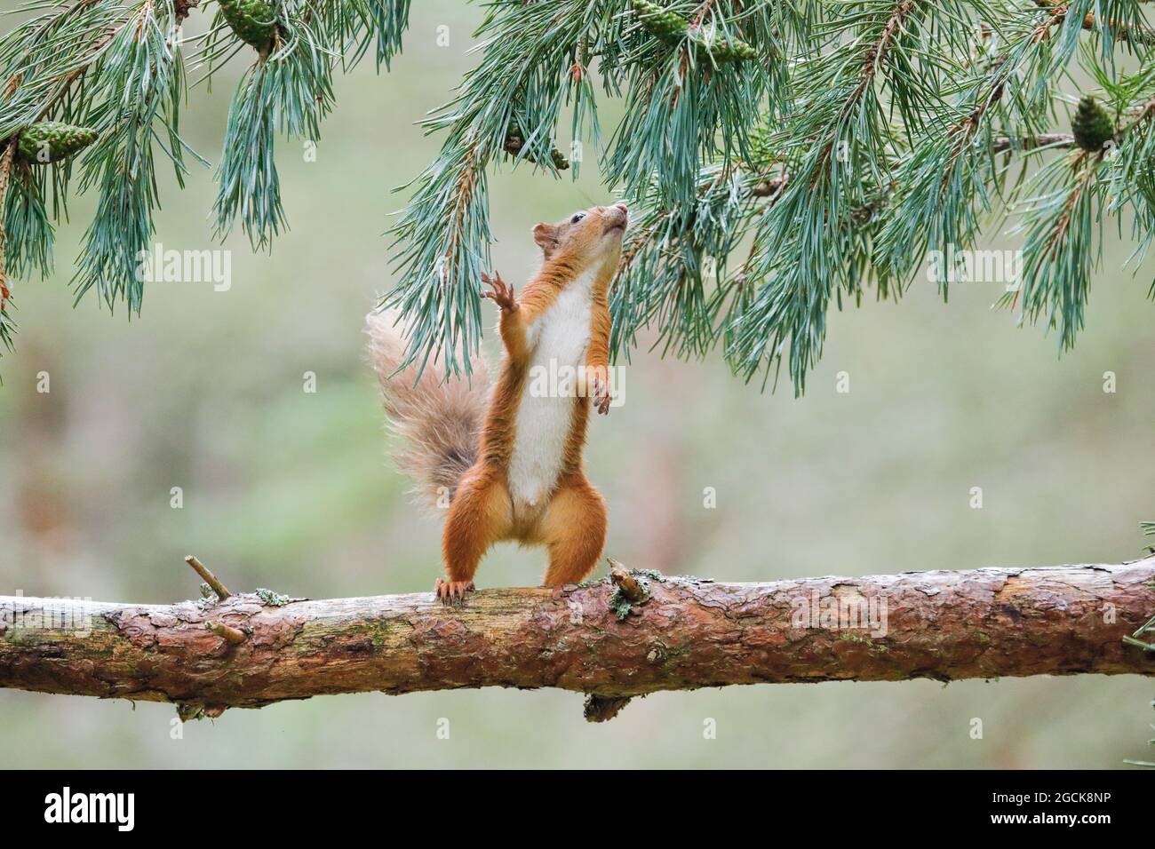 zoologia, mammifero (mammalia), scoiattolo, Sciurus vulgaris, USO-NON-ESCLUSIVO-PER CARTA-BIGLIETTO-DI-AUGURI-PIEGHEVOLE-USO-CARTOLINA Foto Stock