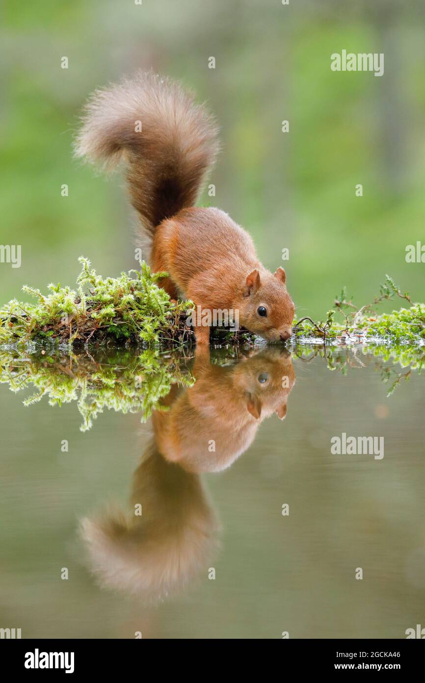 zoologia, mammifero (mammalia), scoiattolo, Sciurus vulgaris, USO-NON-ESCLUSIVO-PER CARTA-BIGLIETTO-DI-AUGURI-PIEGHEVOLE-USO-CARTOLINA Foto Stock