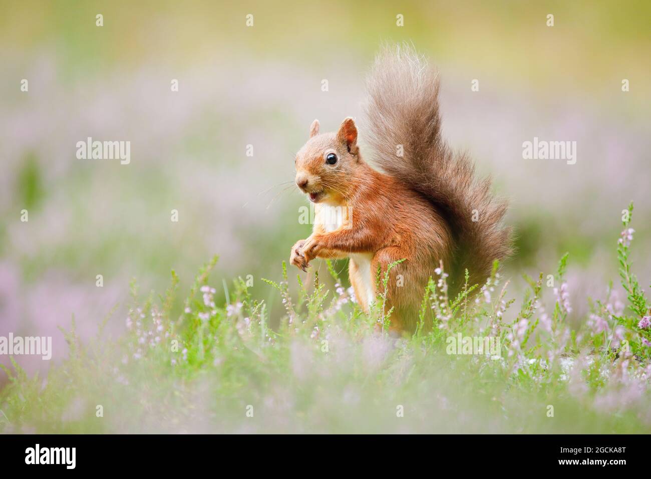 zoologia, mammifero (mammalia), scoiattolo, Sciurus vulgaris, BIGLIETTO-DI-AUGURI-NON-PIEGHEVOLE-USO-CARTOLINA, EUROPA, 2020-2032 Foto Stock