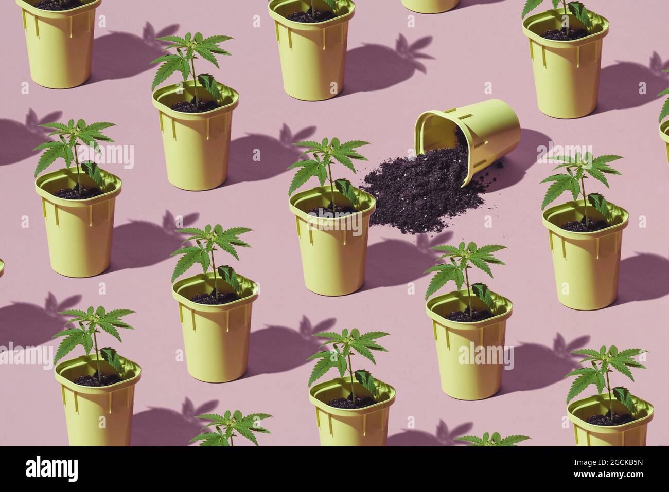 Piantagione di marijuana, giovani cespugli di canapa in vasi con ombre dal sole. Modello trendy, concetto di coltivazione di Cannabis minimo Foto Stock