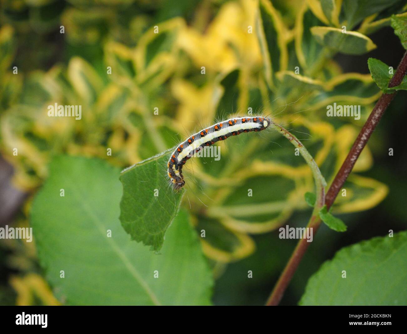 Una foto ravvicinata di una colorata Moth Caterpillar appesa a una foglia di gambo in un giardino britannico nel mese di agosto. Foto Stock