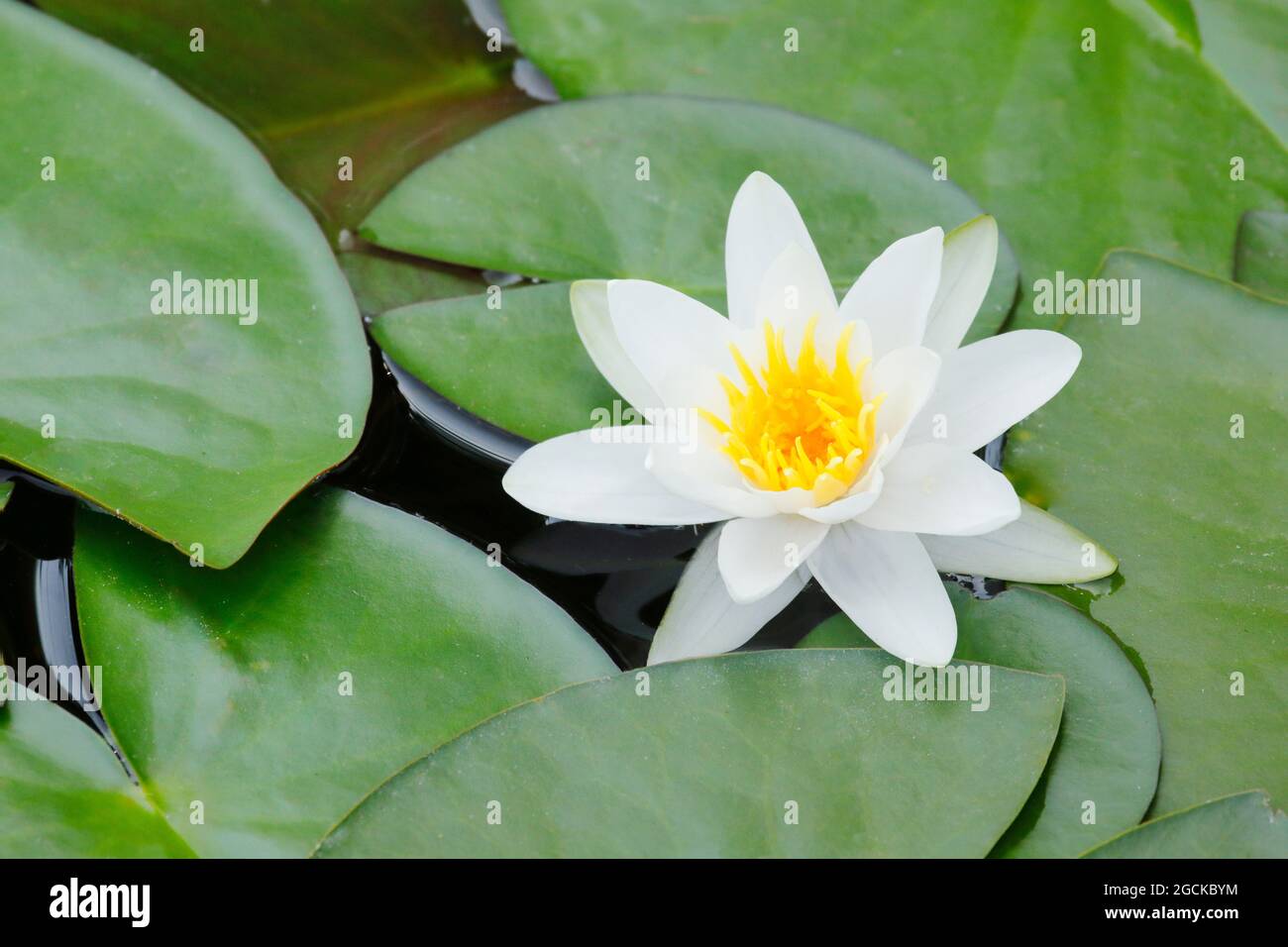 Botanica, loto, Nymphaea, what Lilly, Svizzera, USO-NON-ESCLUSIVO-PER-BIGLIETTI-BIGLIETTI-AUGURI-PIEGHEVOLI-USO-CARTOLINA Foto Stock