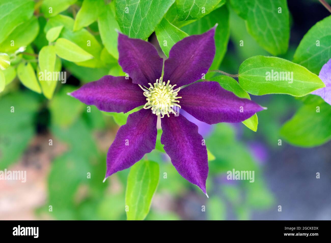 Porpora clematis fiore in fiore nel giardino di luglio 2021 Carmarthenshire Galles UK KATHY DEWITT Foto Stock