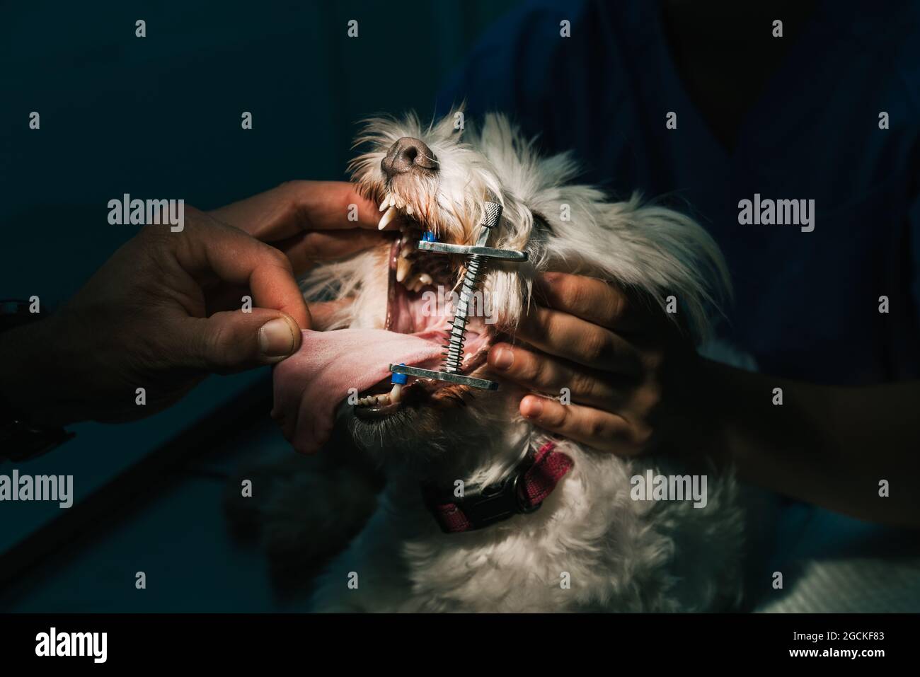 Crop anonimo veterinario medico trattando i denti di bianco cane soffice con gag di metallo in bocca aperta Foto Stock