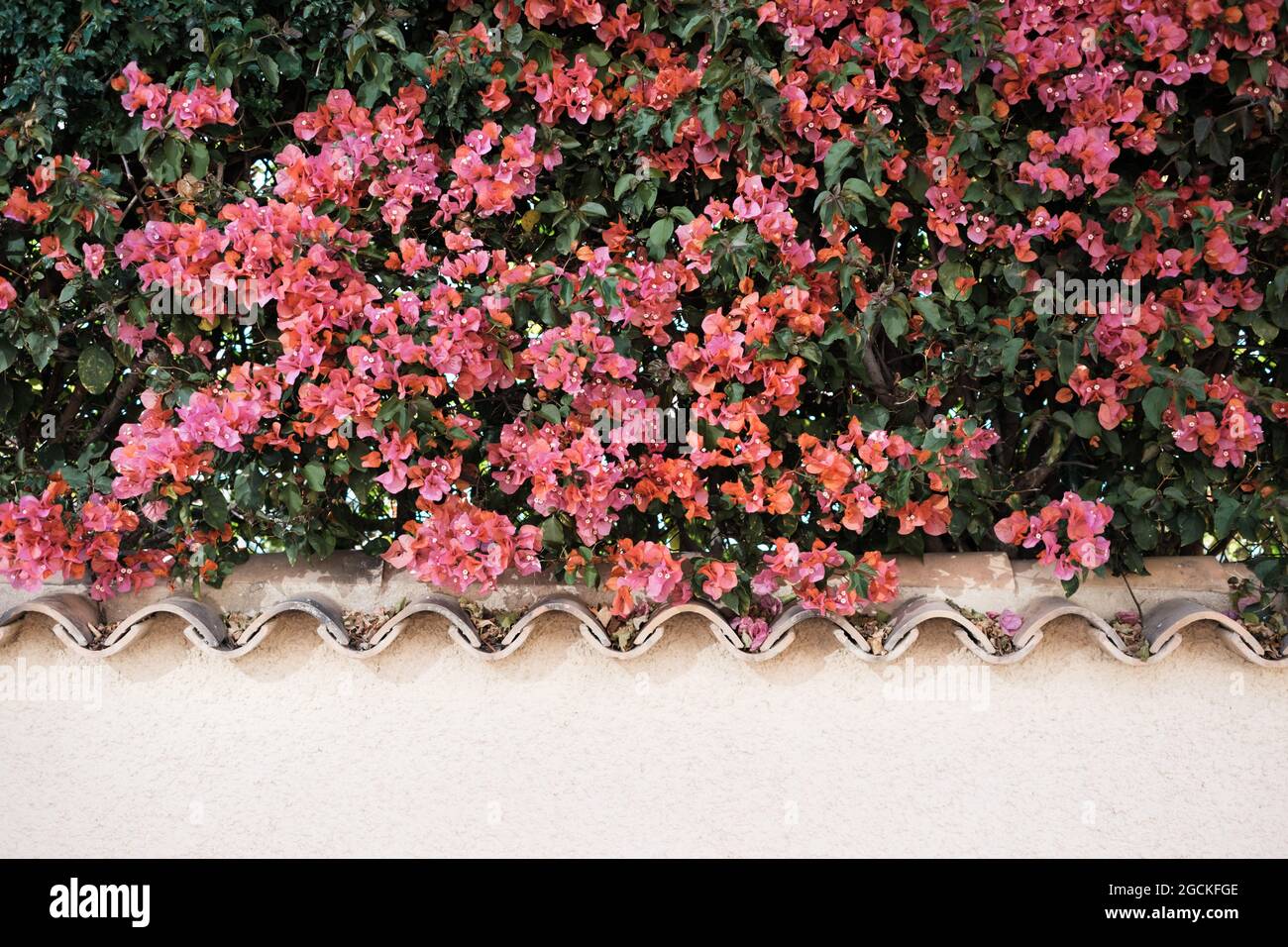 Arbusto con fiori rosa in fiore e foglie verdi che crescono dietro recinzione di pietra in città in estate Foto Stock