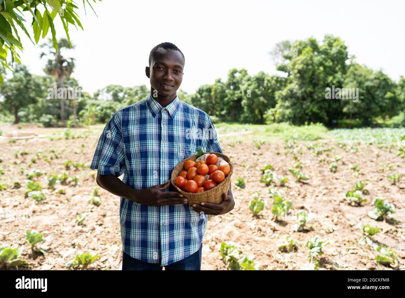 Soddisfatto bel coltivatore africano nero in una camicia di cotone a manica corta in piedi davanti ad un campo, tenendo un cesto di pomodori rossi in bot Foto Stock