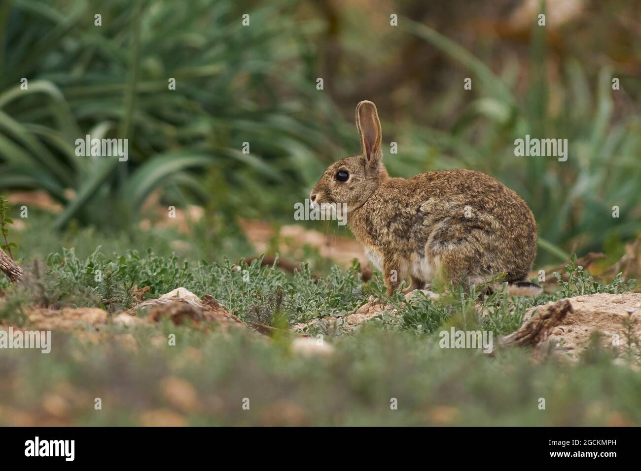Coniglio di campo (Oryctolagus cuniculus) in un prato verde di erba selvatica in Humilladero, provincia di Malaga. Andalusia, Spagna. Foto Stock