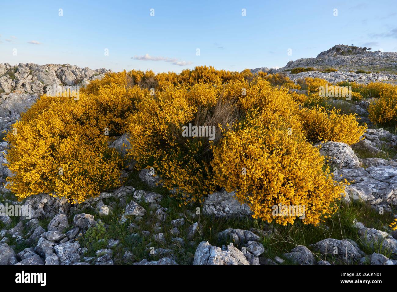 Macchia di montagna (Cytisus galianoi) in fiore nella Sierra de Peñarrubia a Campillos. Regione di Guadalteba, Malaga. Andalusia, Spagna Foto Stock