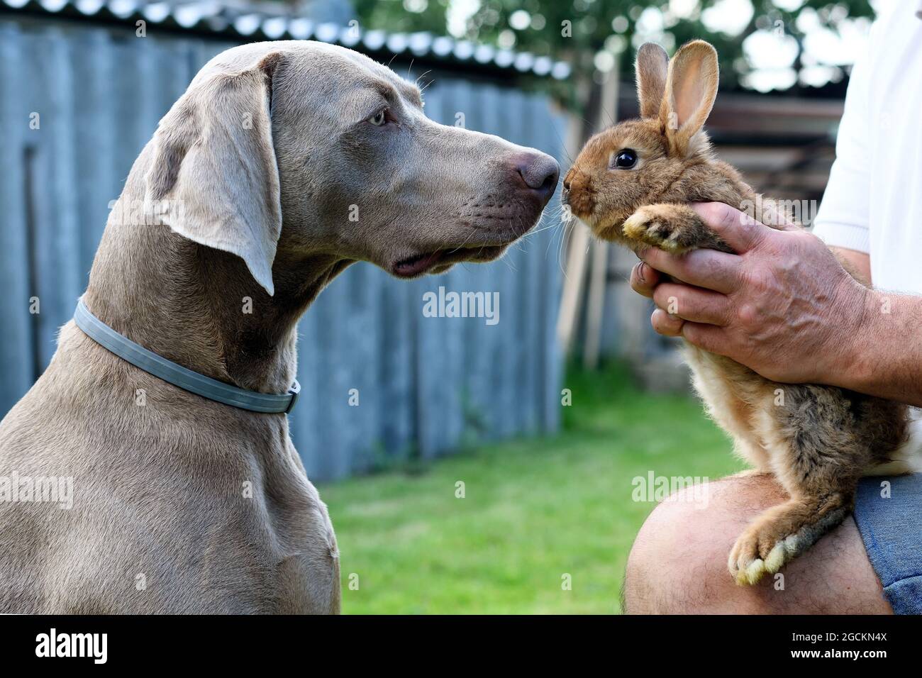 Il ritratto obbediente Weimaraner cane in profilo con coniglio. Foto Stock