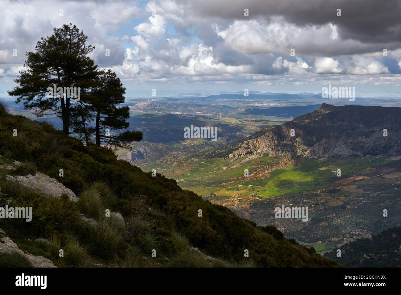 Pinne contro la luce con le nuvole nella Sierra de Prieta e la regione di Guadalteba nella provincia di Malaga sullo sfondo. Andalusia, Spagna Foto Stock