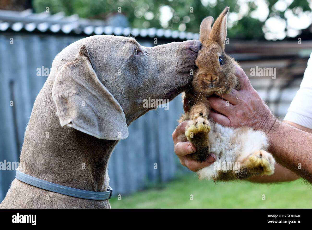 Il ritratto obbediente Weimaraner cane in profilo con coniglio. Foto Stock