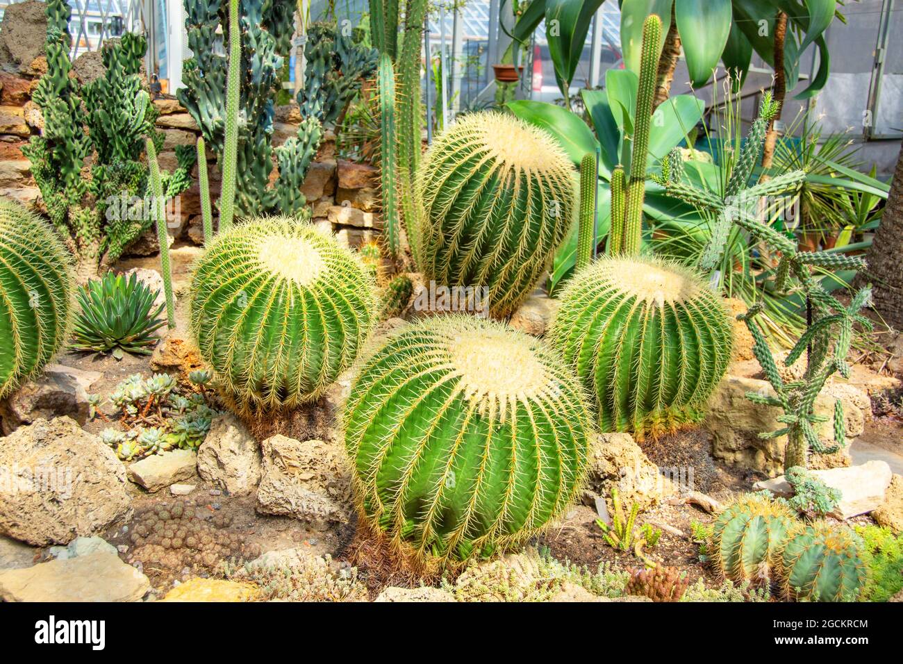 Echinocactus grusonii cactus piantati in climi aridi in una serra Foto Stock