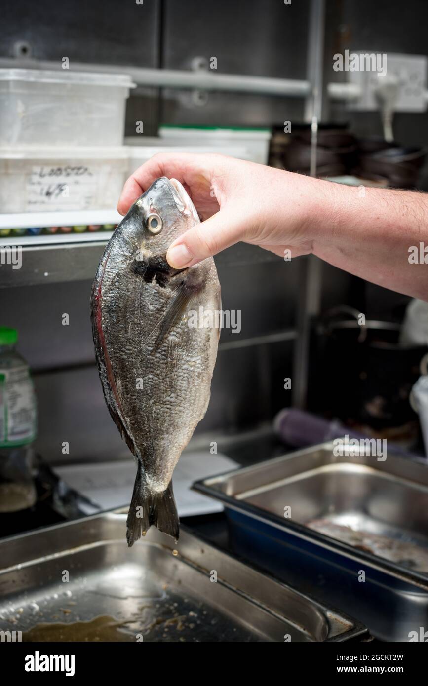 Crop anonimo chef in piedi con pesce fresco orata testa dorata mentre cucinare in cucina del ristorante Foto Stock