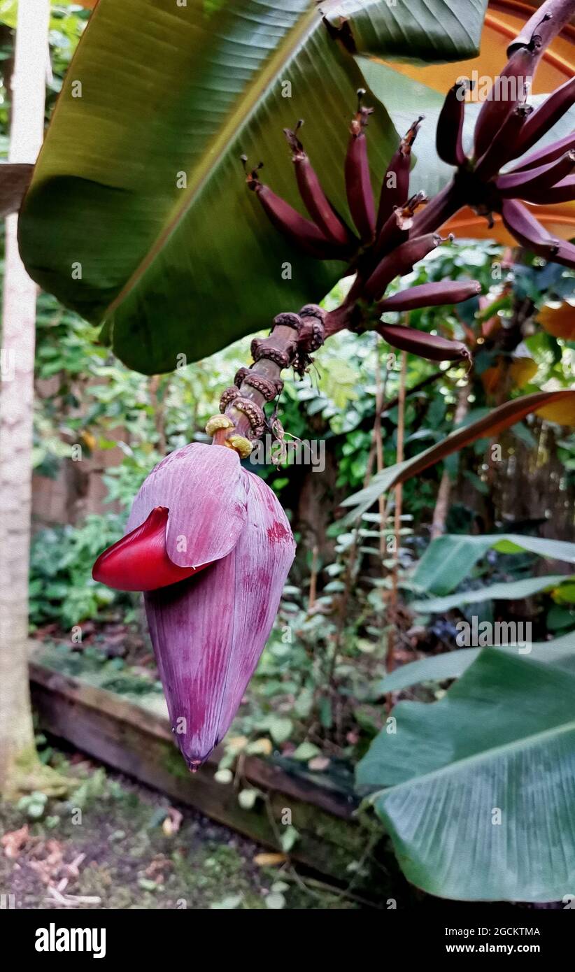 Giungla tropicale. Pianta tropicale con fiore bello. Foto stilizzata. Foto Stock