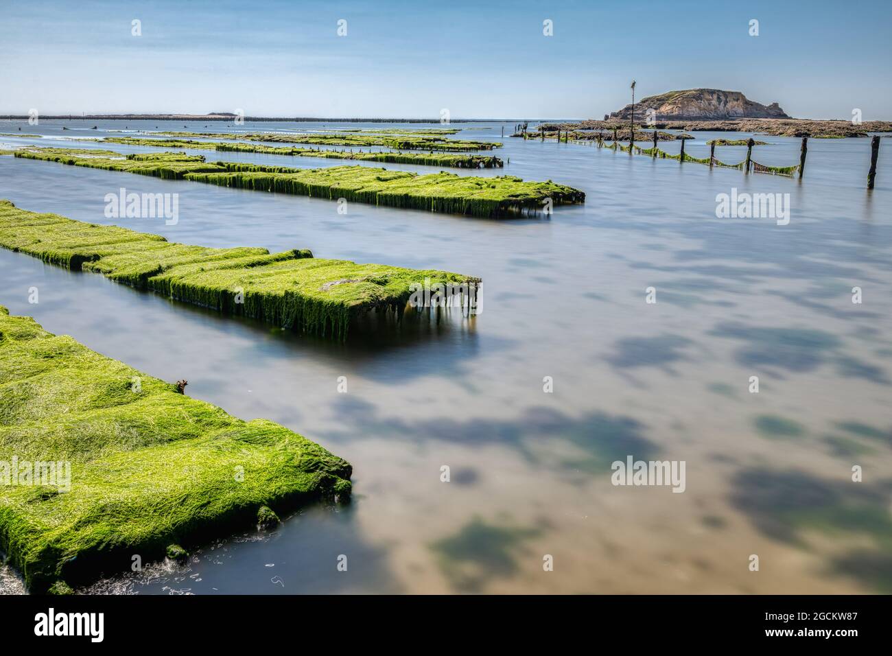 2021 luglio, le alghe invadono i letti di ostriche di Pointe du Bile a Penestin in Bretagna Foto Stock