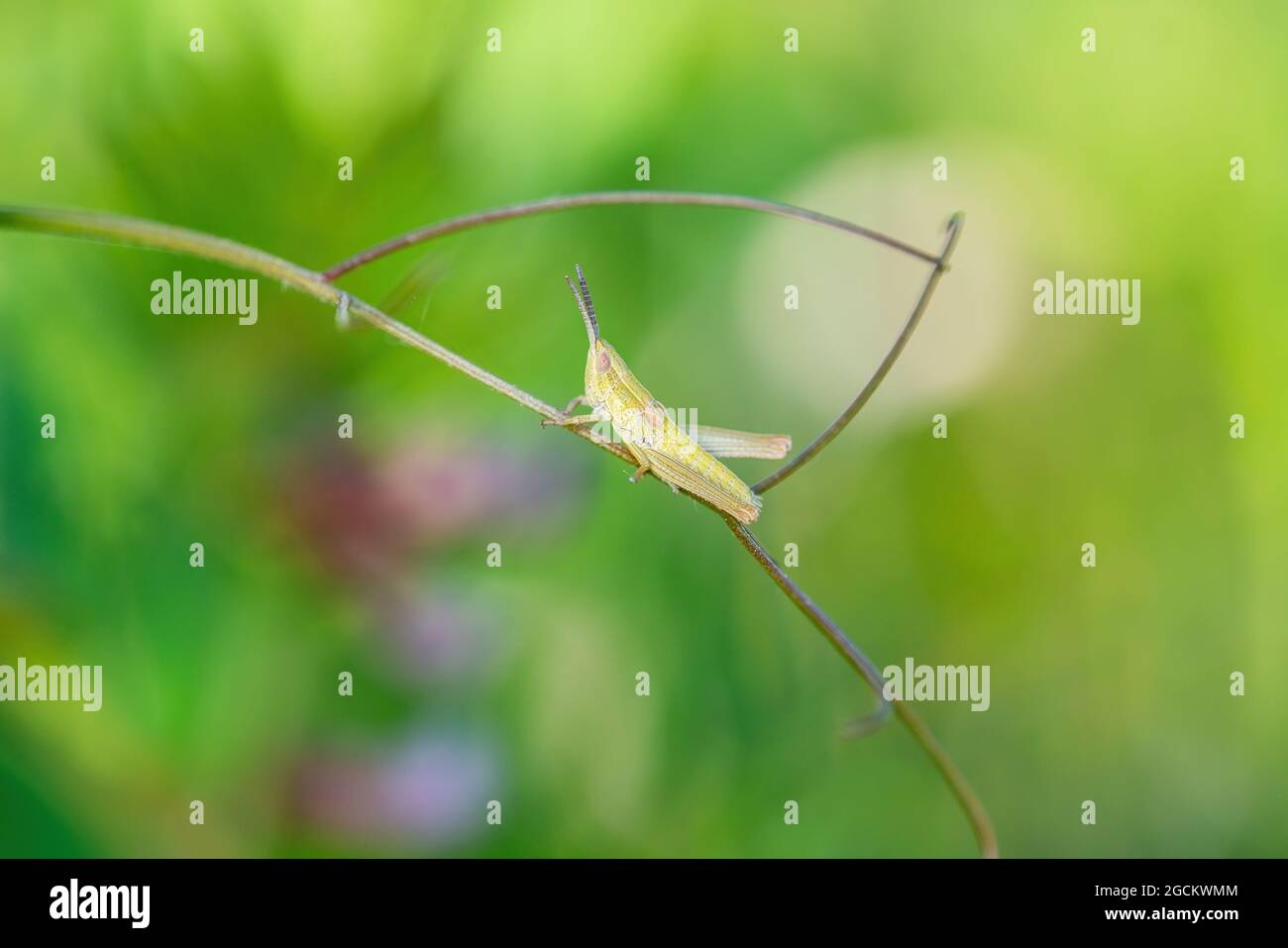 Comune Grasshopper Insect su Grass Macro Foto Stock