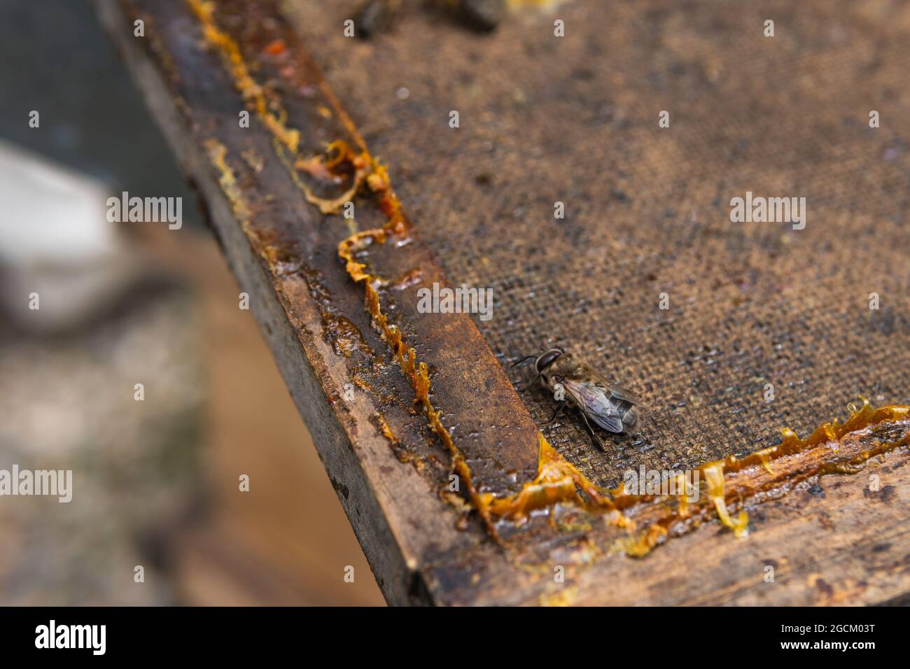 Dall'alto delle api strisciate sul nido d'ape con le cellule di cera in apiary in estate Foto Stock