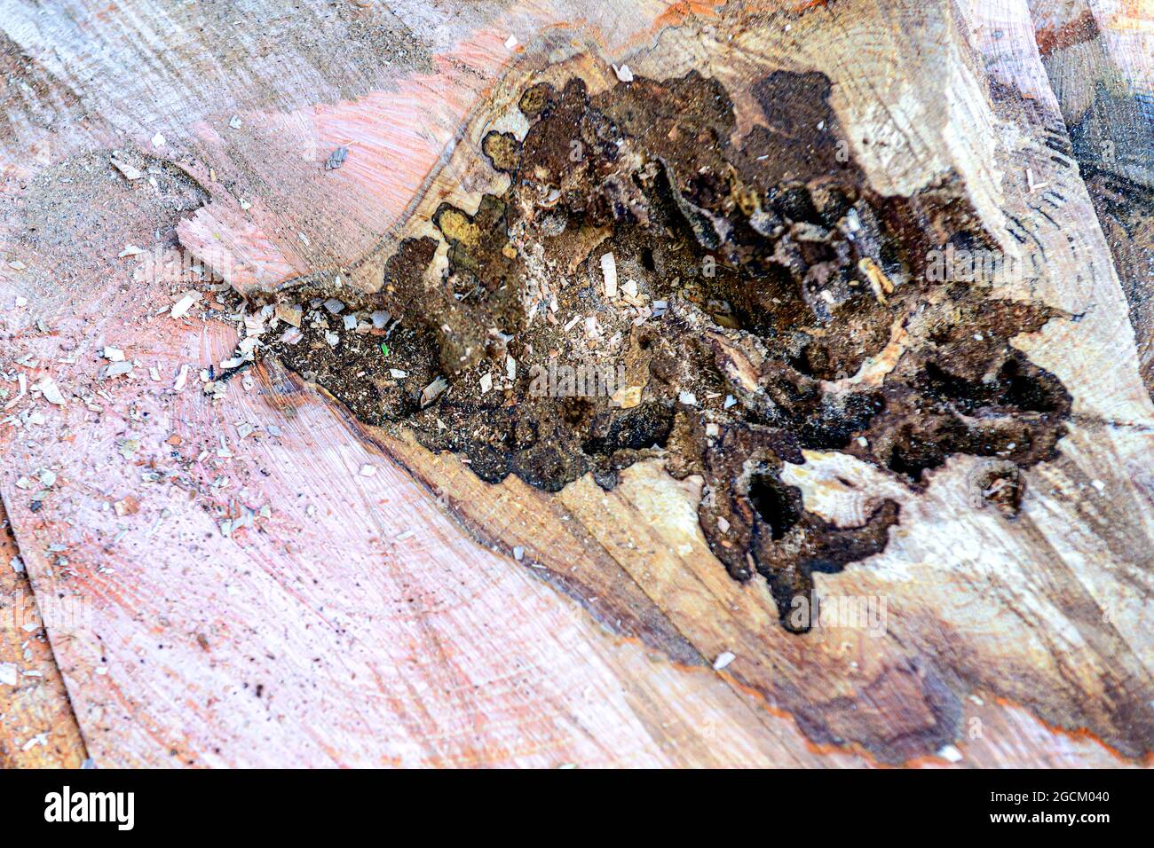 L'albero di cenere ha incipiato i resti di un albero morto abbattuto per il dieback di cenere e il marciume del heartwood Foto Stock