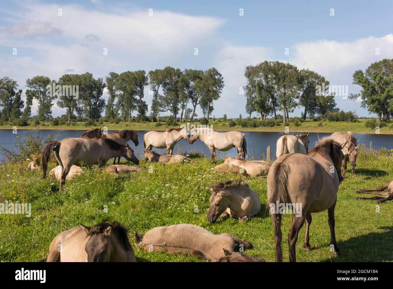 Cavalli Konik presso il "bisonbaai" nei Paesi Bassi Foto Stock