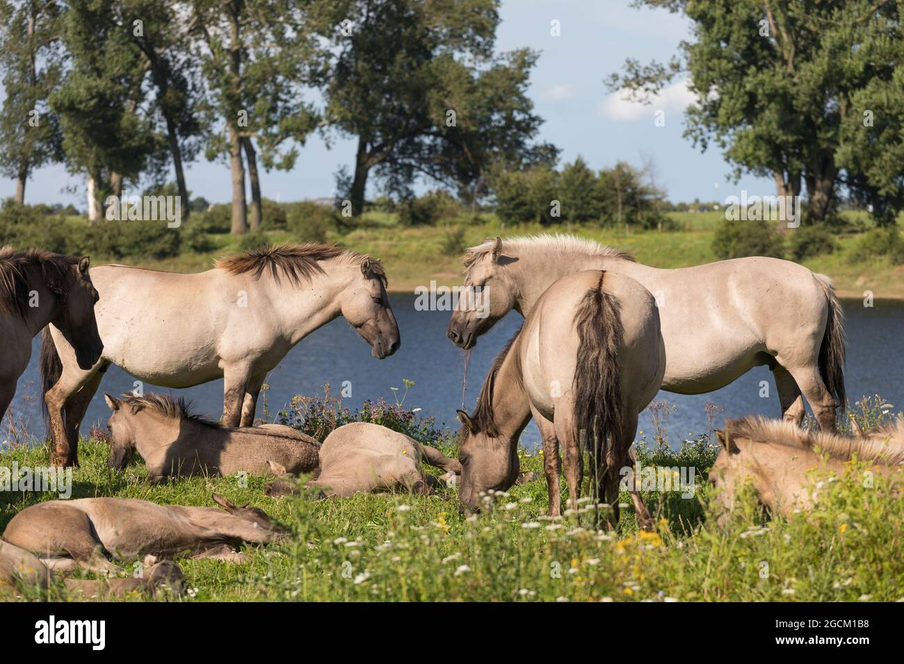 Cavalli Konik presso il "bisonbaai" nei Paesi Bassi Foto Stock