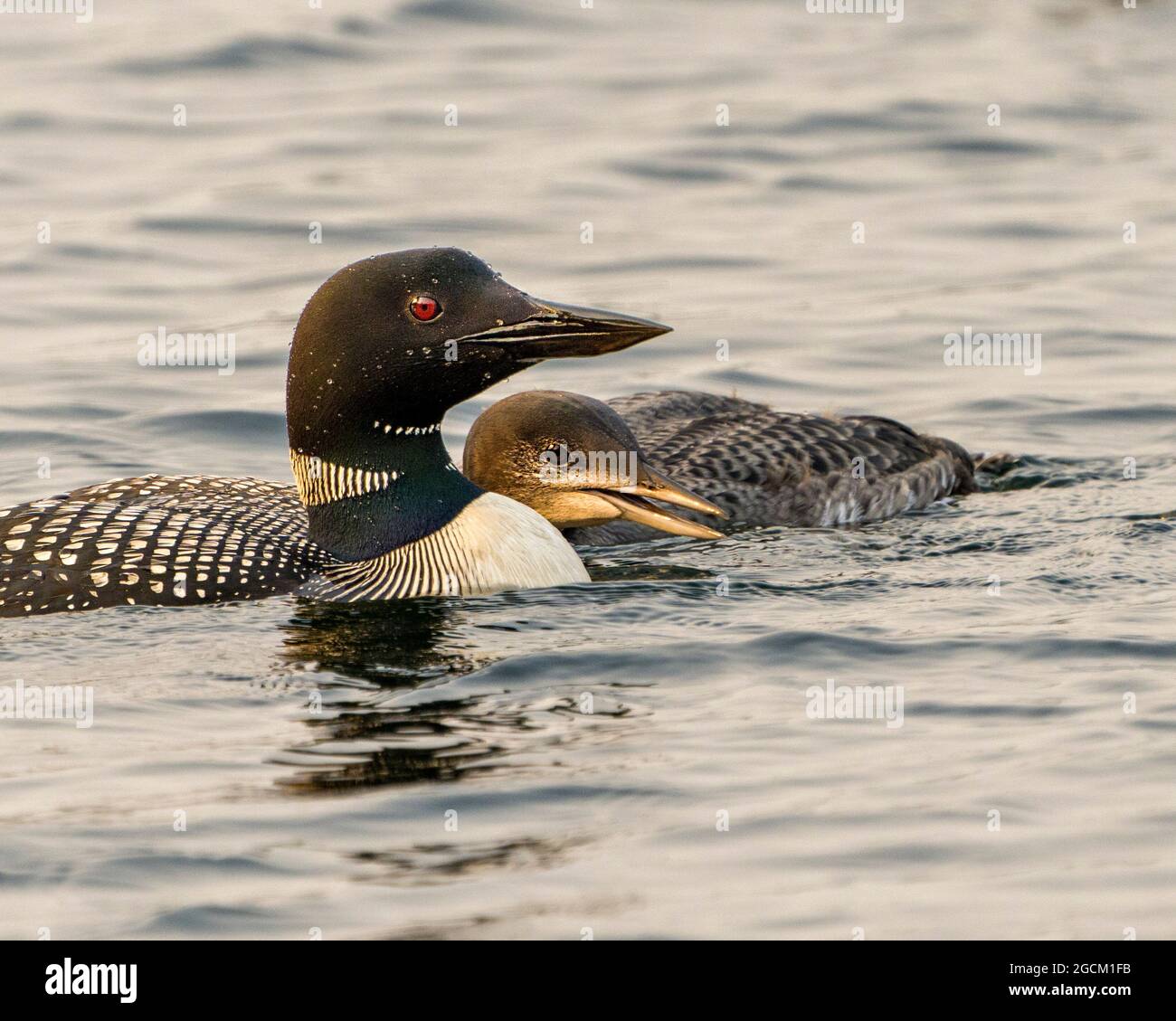 loon comune con il bambino giovane immaturo loon primo piano profilo vista nuoto nel loro ambiente e habitat circostante. Immagine Loon. Verticale. Immagine. Foto Stock