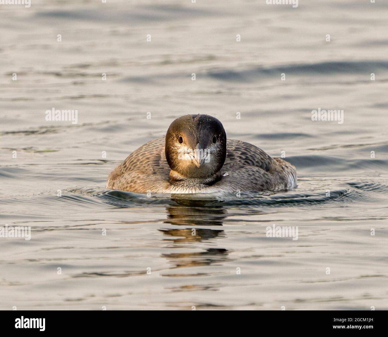 Comune Loon immaturo giovane uccello nuoto e guardando la macchina fotografica nel suo ambiente e habitat circostante, mostrando la sua crescente piume palcoscenico. Foto Stock
