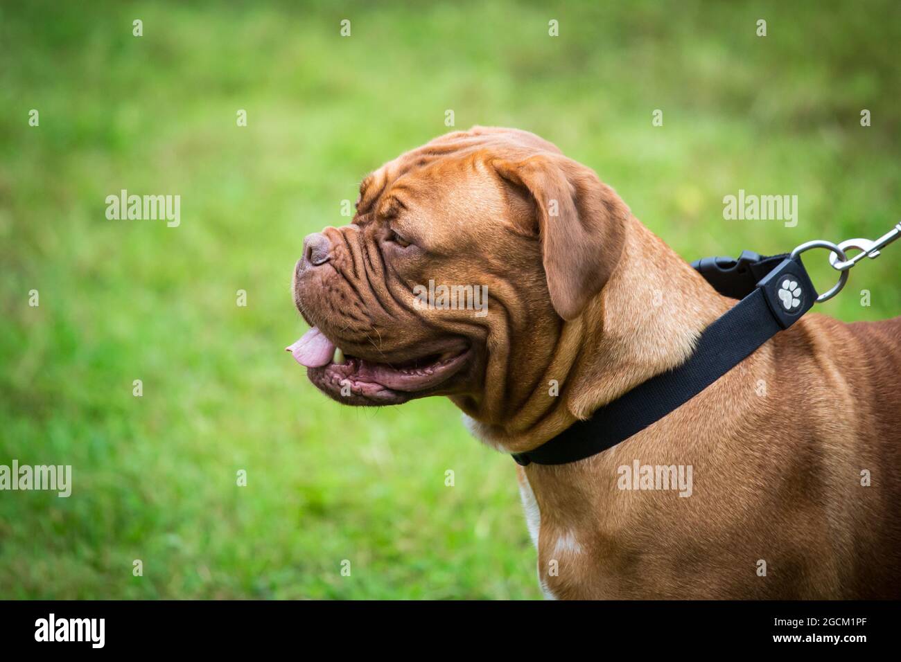 Dogue De Bordeaux, Massiff francese Foto Stock