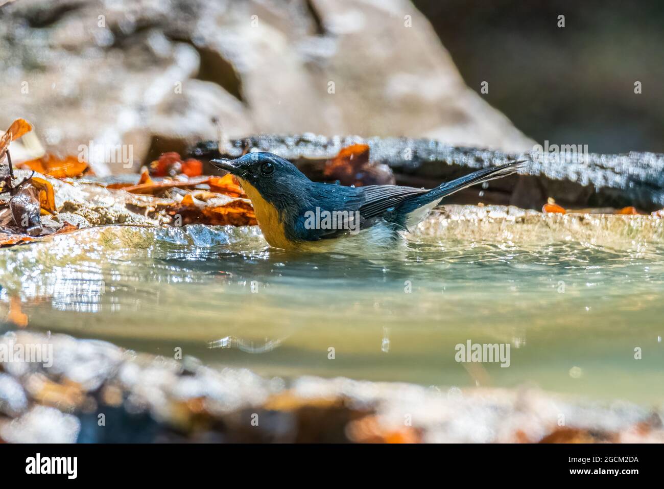 Indochinese Blue Flycatcher, bellissimi uccelli che giocano in acqua e sui rami. Foto Stock