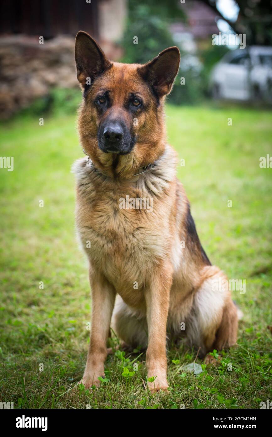 Cane Pastore tedesco, alsaziano Foto Stock