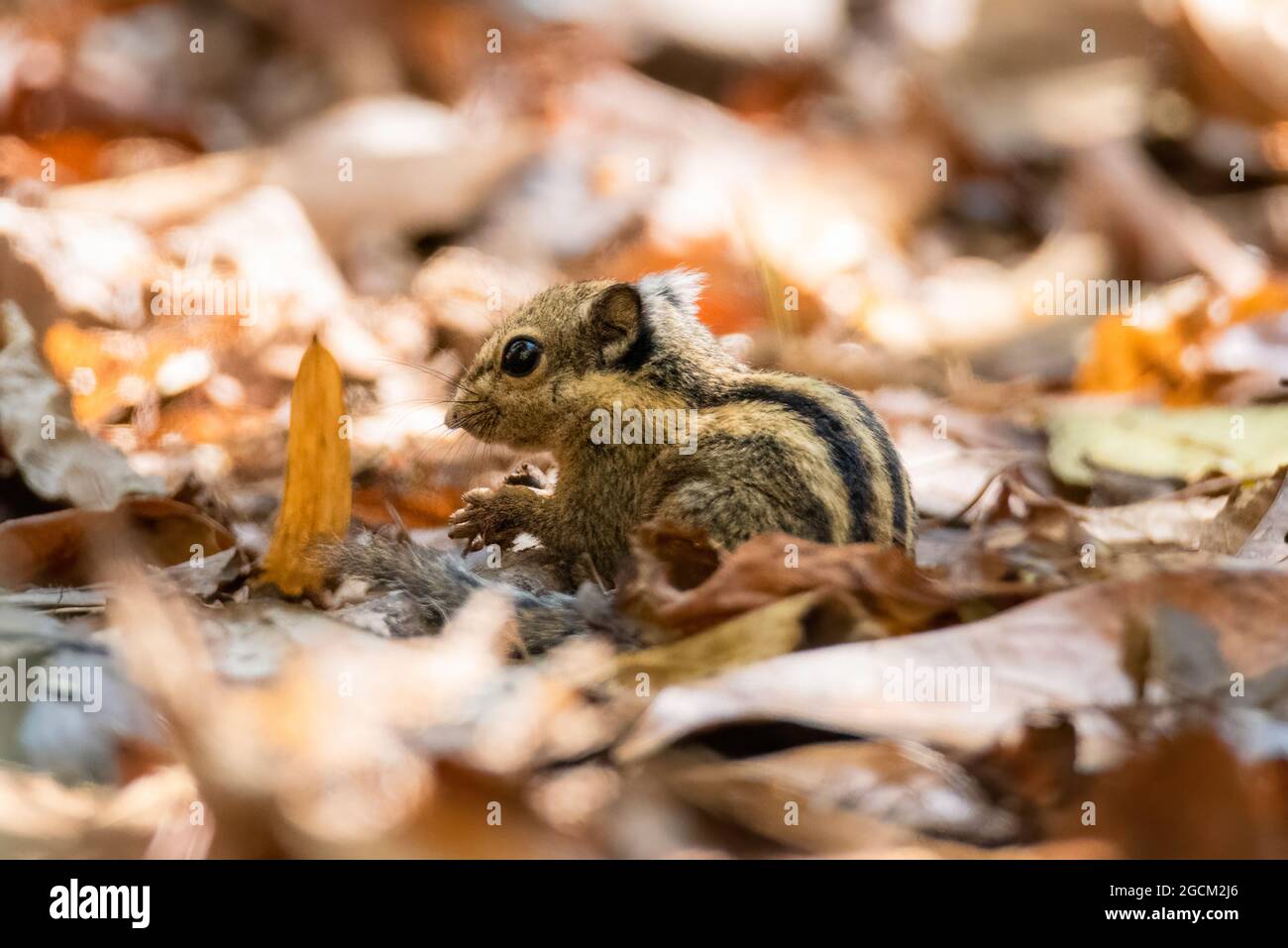 Gli scoiattoli sono membri della famiglia degli scoiattoli (Sciuridae) Foto Stock