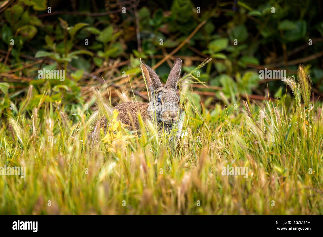 Peekaboo- coniglio di coda di cotone selvatico seduto nel gras Foto Stock