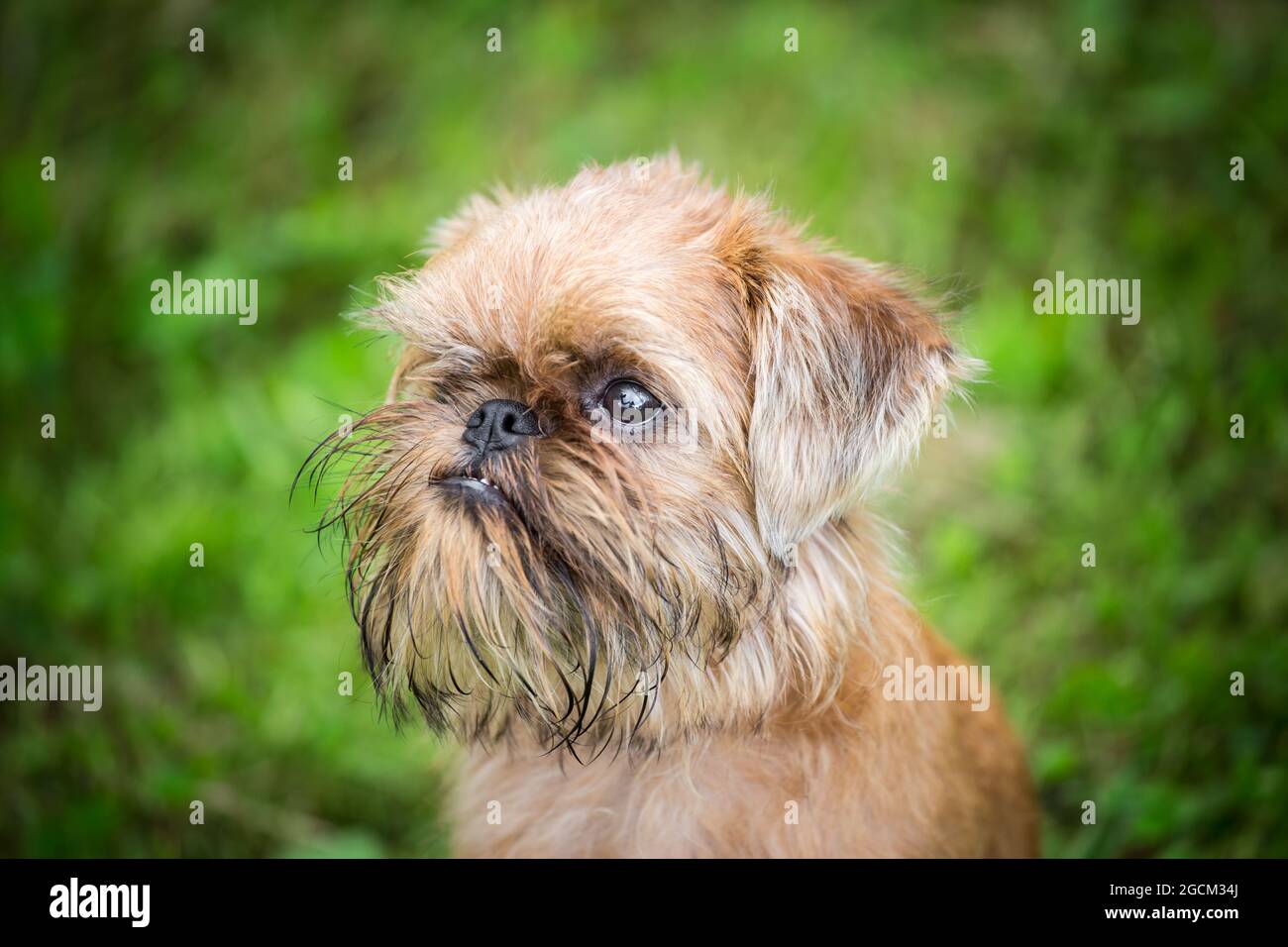 Brussels Griffon, Griffon Bruxellois cucciolo, 4 mesi Foto Stock