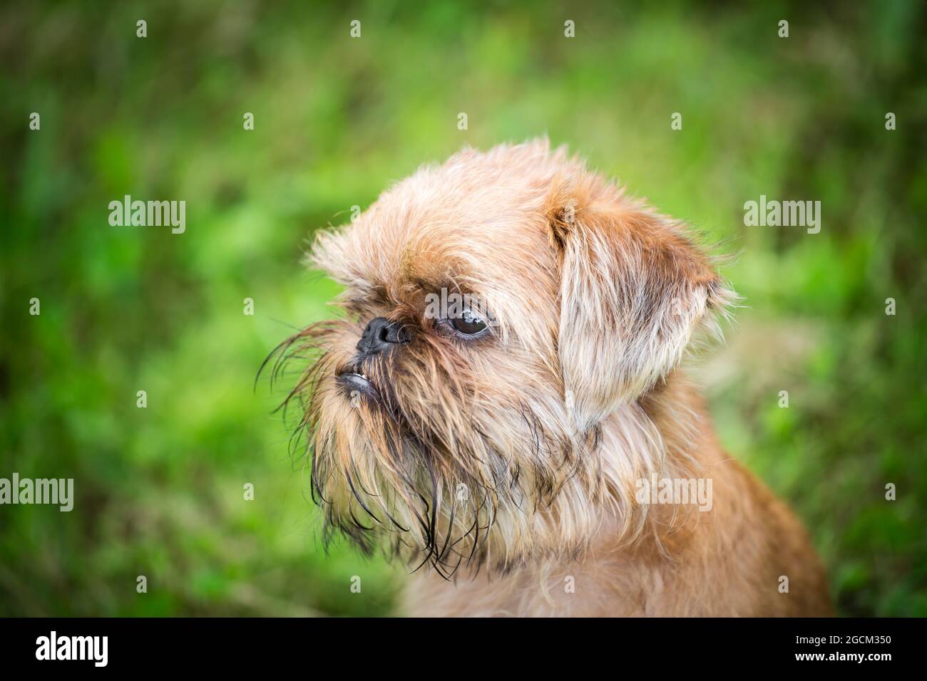 Brussels Griffon, Griffon Bruxellois cucciolo, 4 mesi Foto Stock