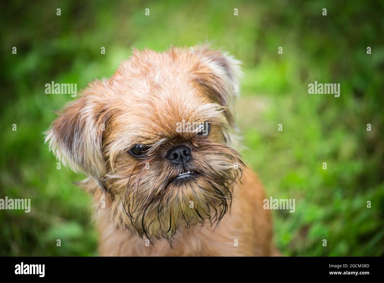 Brussels Griffon, Griffon Bruxellois cucciolo, 4 mesi Foto Stock