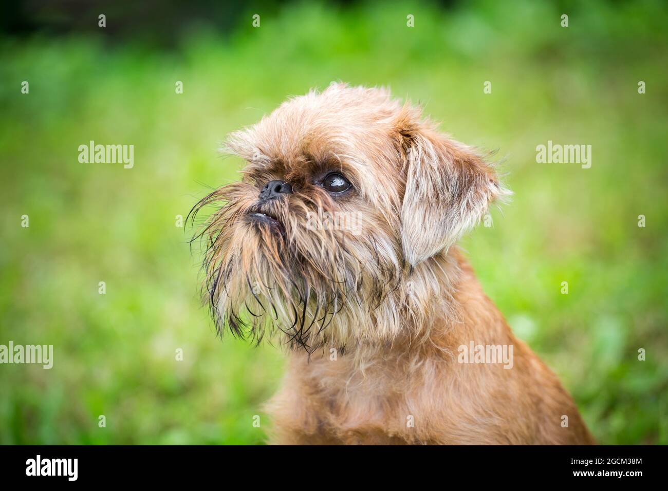 Brussels Griffon, Griffon Bruxellois cucciolo, 4 mesi Foto Stock