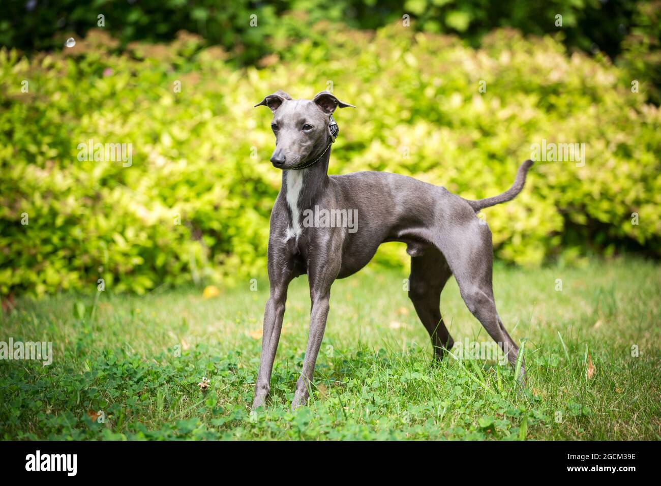 Greyhound Italiano, piccolo Leviero Italiano Foto Stock