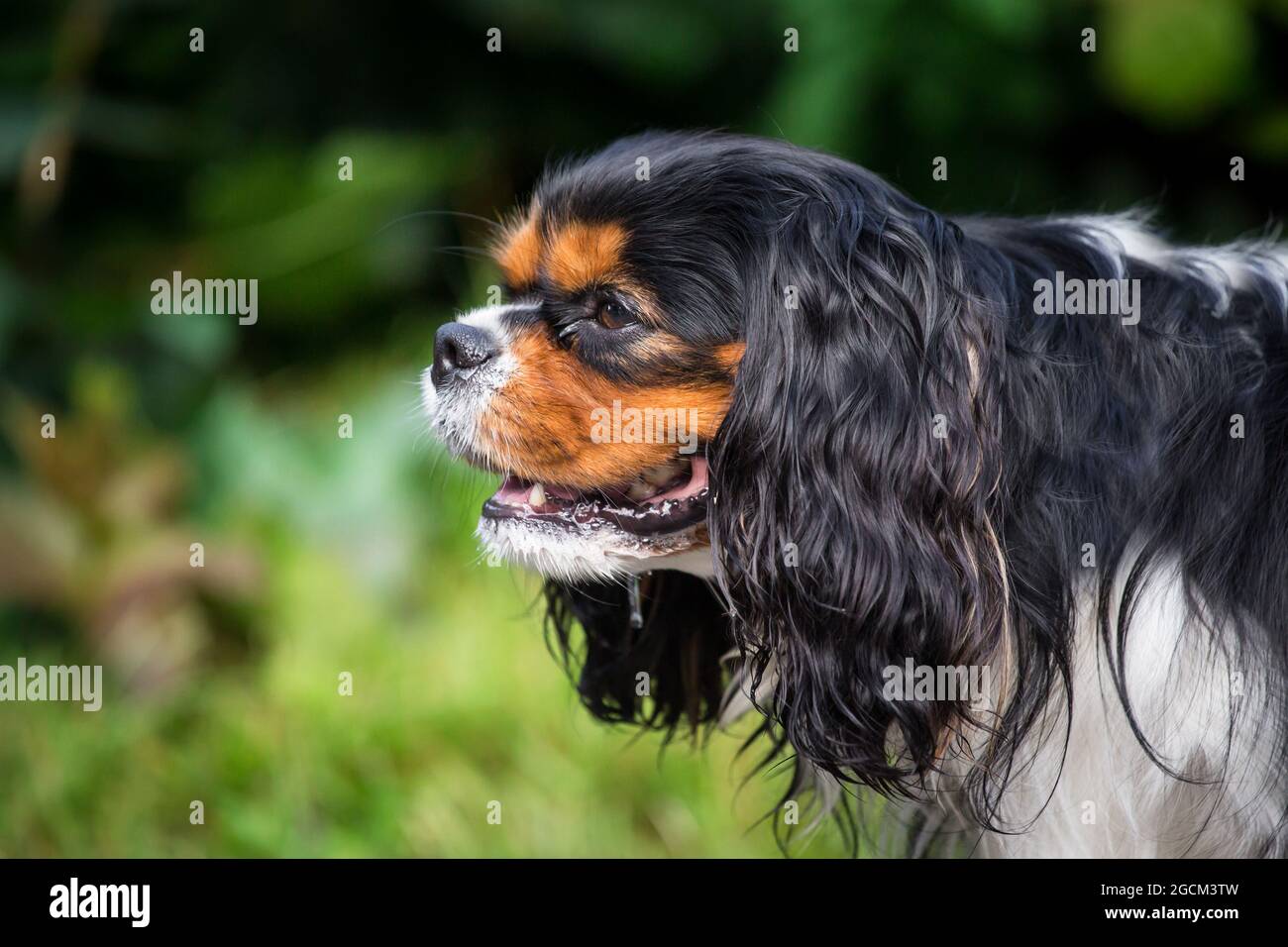 Re Charles Spaniel, inglese Toy Spaniel Foto Stock