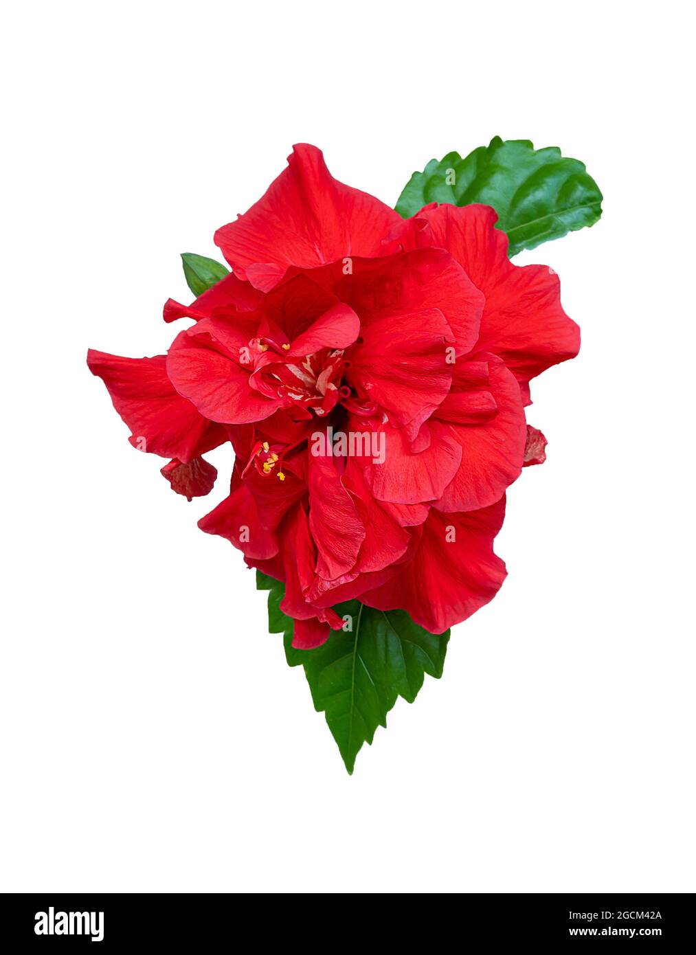 Hibiscus isolato su sfondo bianco. Fiore rosso, foglia e germoglio della pianta del tè di colore rosso. Rosa cinese. Ibisco terry sudanese Foto Stock