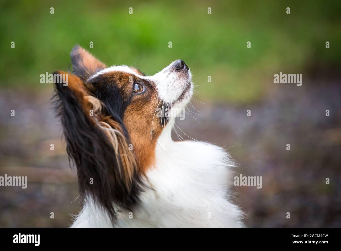 Continental Toy Spaniel, papillon cane Foto Stock