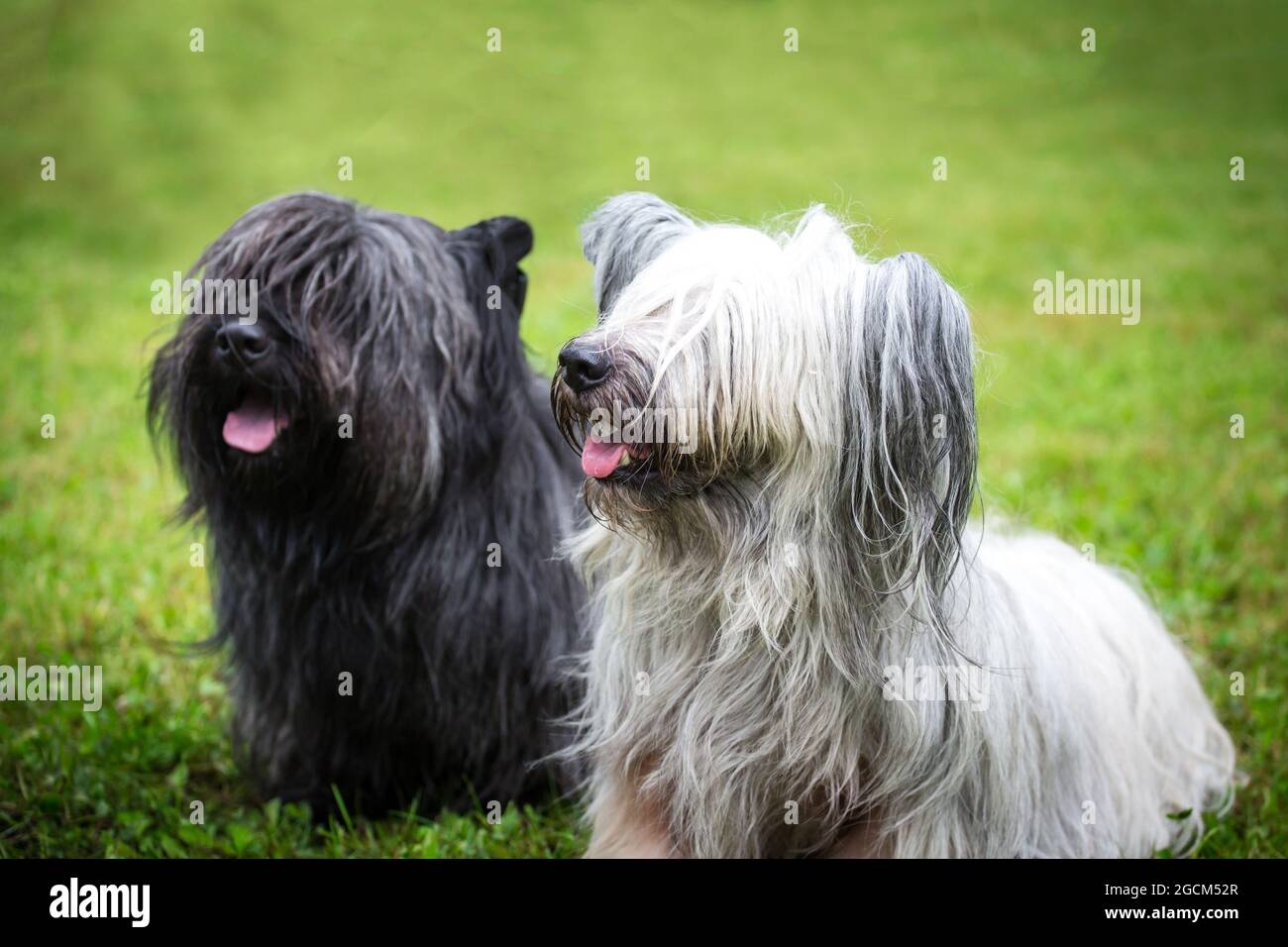 Due Skye Terriers Foto Stock