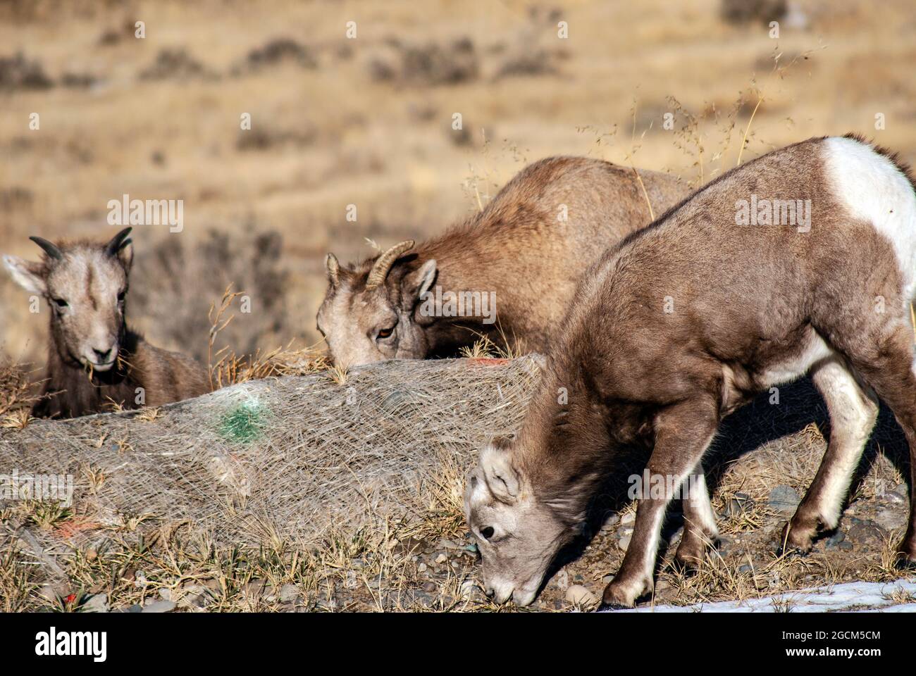 Agnello di pecora di Bighorn e due pecore, Yellowstone National Park Foto Stock