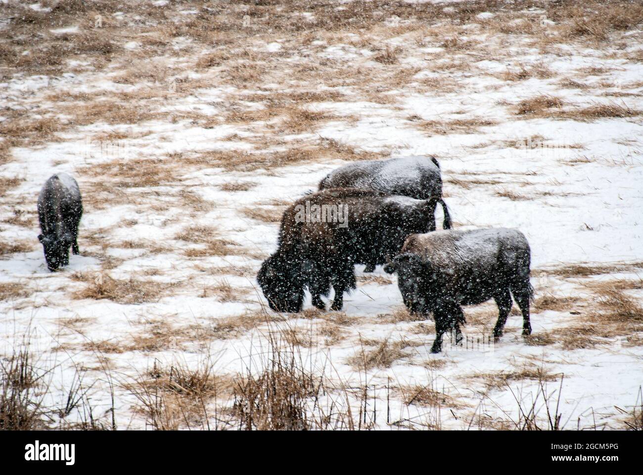 Mandria di bisonti nella tempesta invernale della neve, Lamar Valley, Yellowstone National Park Foto Stock