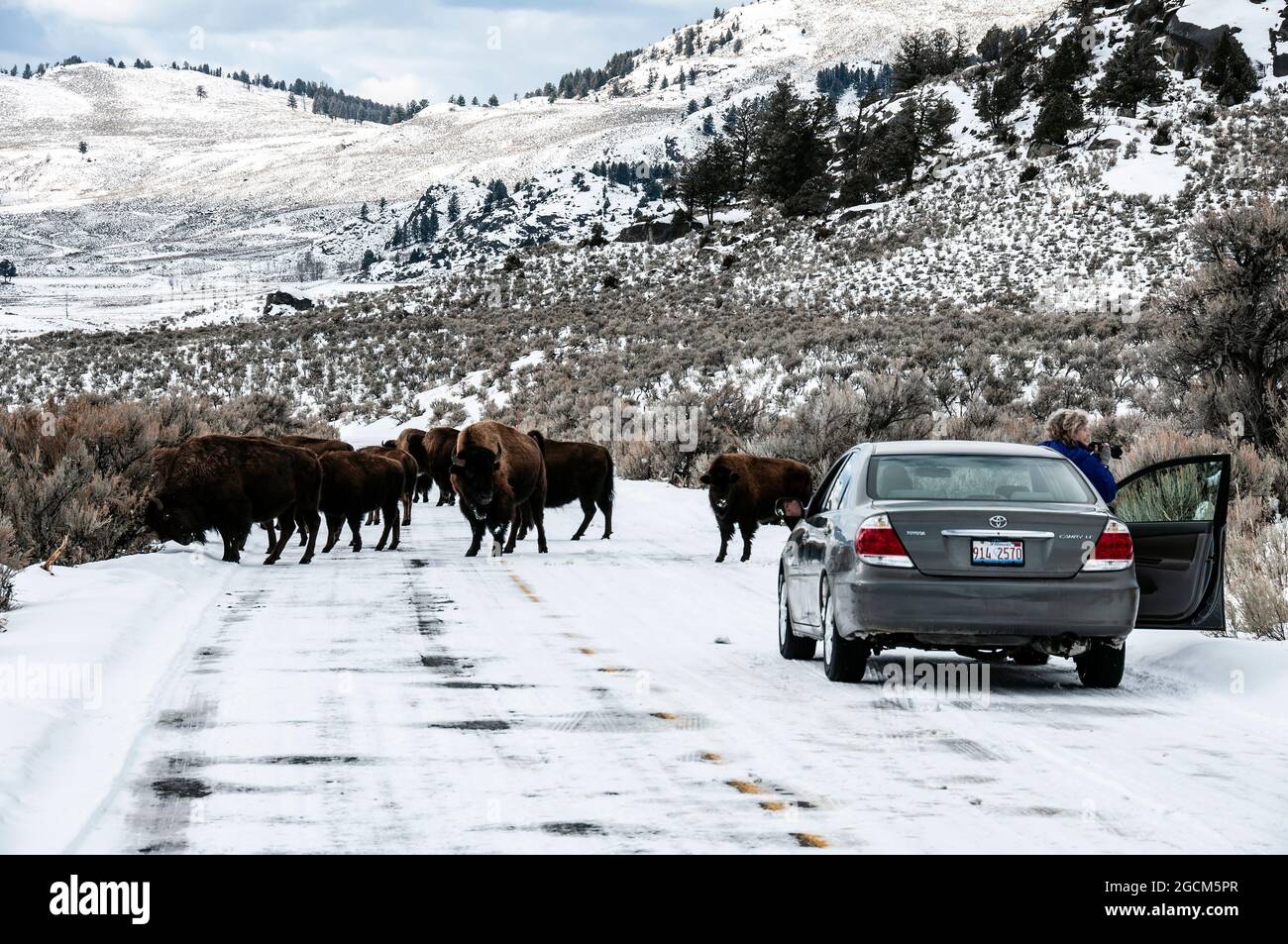 Bison Road Block su strada innevata in inverno, Lamar Valley, Yellowstone National Park Foto Stock